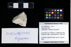 Foto (Objekt + Etikett) von Paguroidea indet.  (NHMW-GEO-2017-0089-0053)